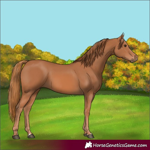 Horse Color:Chestnut Rabicano