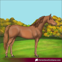 Horse Color:Chestnut Rabicano 