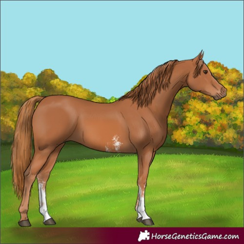 Horse Color:Chestnut Sabino