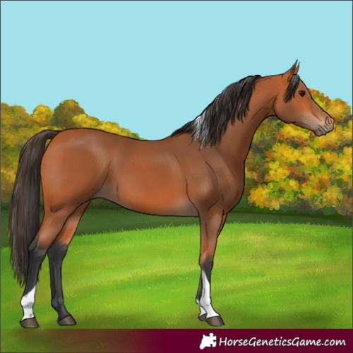 Horse Color:Bay Tobiano Rabicano
