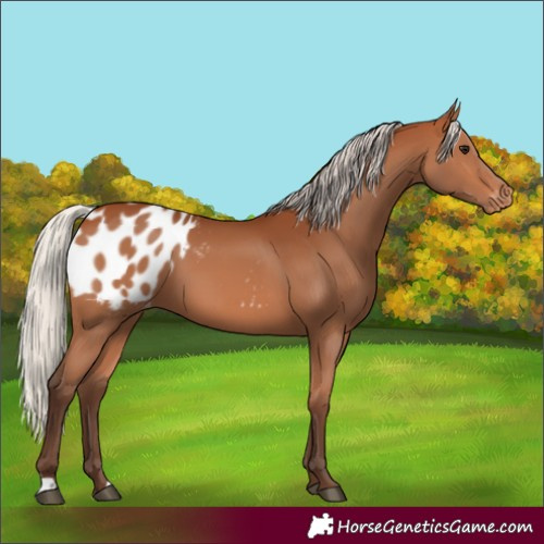Horse Color:Silver Bay Blanket