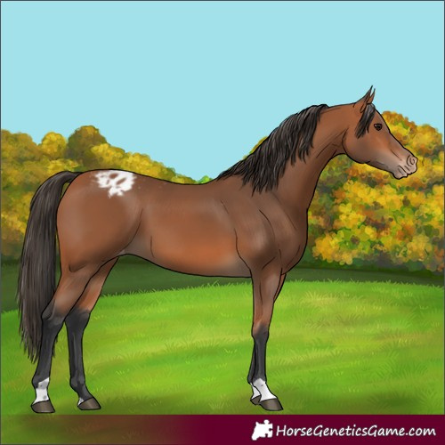 Horse Color:Bay Varnish