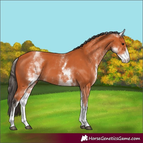 Horse Color:White Spotted Bay