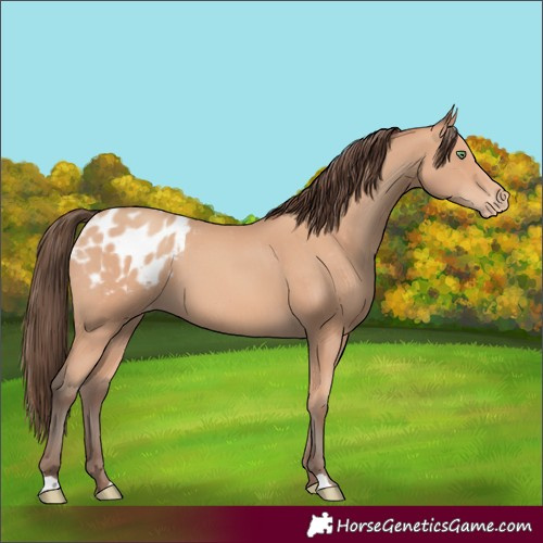 Horse Color:Amber Champagne Blanket