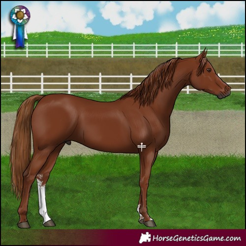 Horse Color:Gray Chestnut Sabino
