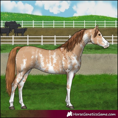Horse Color:Red Dun Sabino 