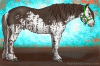 Horse Color:Liver Chestnut Splash Frame  and Liver Chestnut Splash Frame 