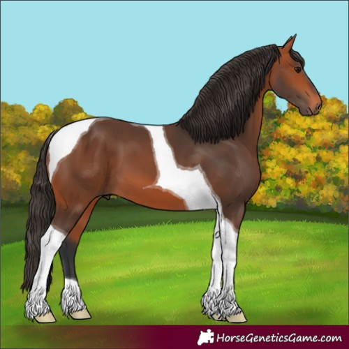 Horse Color:Bay Tobiano