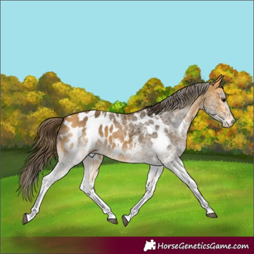 Horse Color:White Spotted Buckskin Near Leopard 