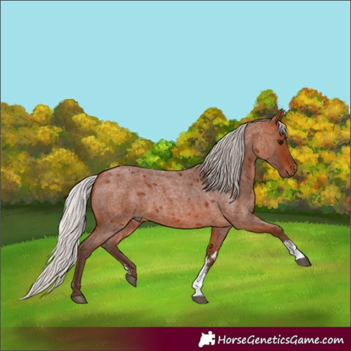 Horse Color:Silver Bay Roan Sabino