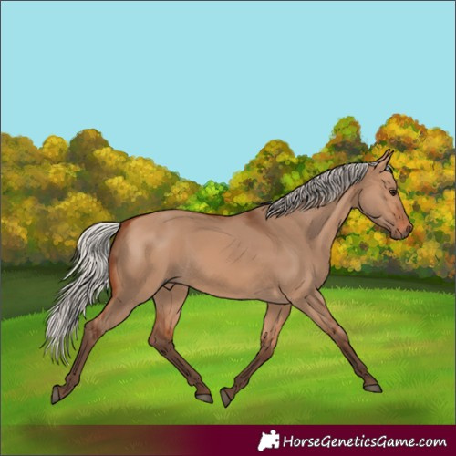 Horse Color:Silver Bay Dun