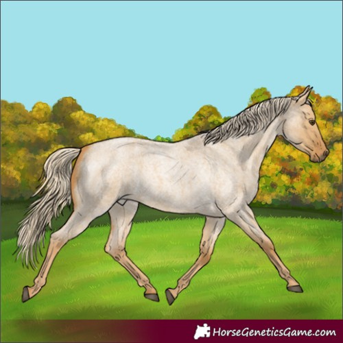 Horse Color:Palomino Roan Dun