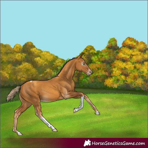 Horse Color:Gray Gold Cream Champagne Tobiano