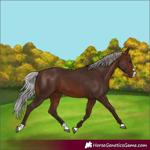 Horse Color:Silver Brown