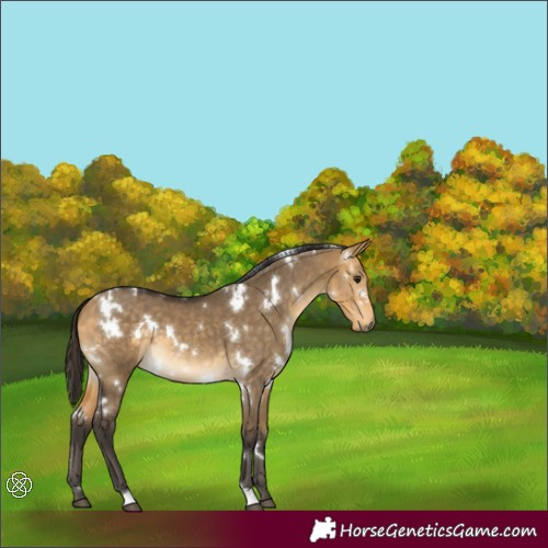 Horse Color:White Spotted Buckskin Dun 