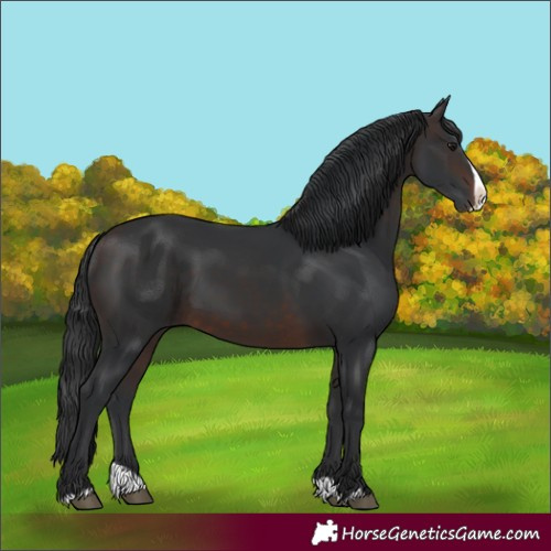 Horse Color:Brown Splash 