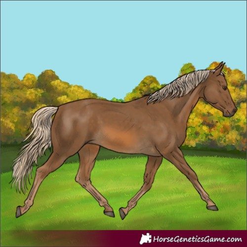 Horse Color:Chocolate Palomino