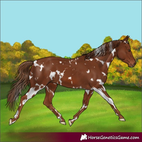 Horse Color:White Spotted Chestnut 