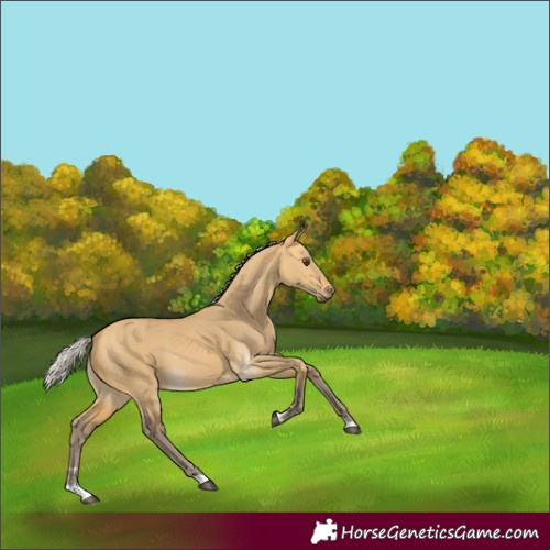 Horse Color:Silver Buckskin Dun