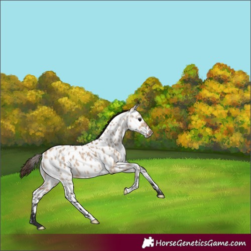 Horse Color:Bay Dun Appaloosa 