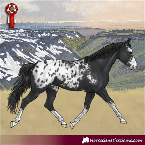 Horse Color:Black Sabino Appaloosa 
