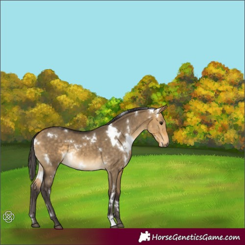 Horse Color:White Spotted Buckskin Dun 