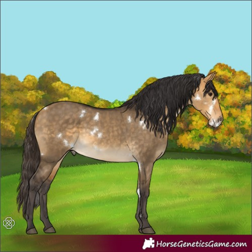 Horse Color:White Spotted Buckskin Dun