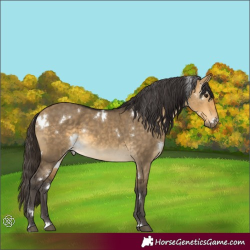 Horse Color:White Spotted Buckskin Dun