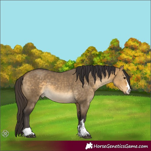 Horse Color:Buckskin Dun 