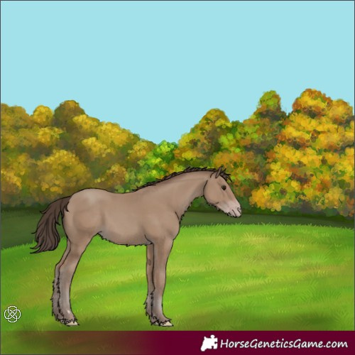 Horse Color:Classic Champagne 