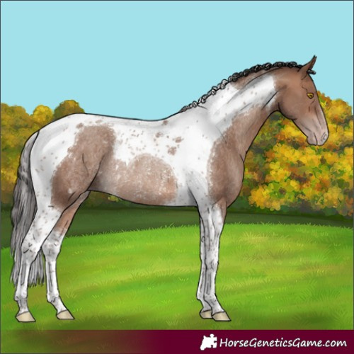 Horse Color:Sable Champagne Tobiano Rabicano 