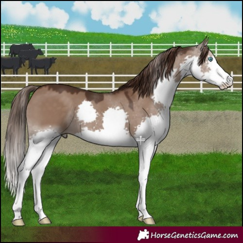 Horse Color:Liver Red Dun Splash