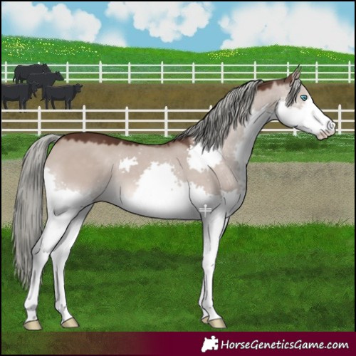 Horse Color:Liver Red Dun Mushroom Splash 