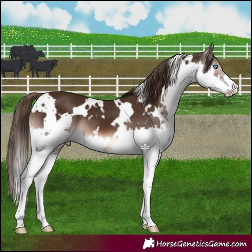 Horse Color:White Spotted Liver Chestnut Splash