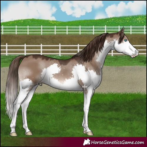 Horse Color:Liver Red Dun Splash 