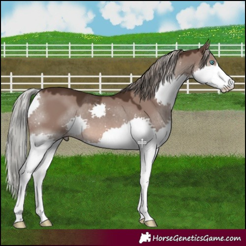 Horse Color:Liver Red Dun Mushroom Splash 