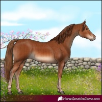 Horse Color:Chestnut  and Chestnut 