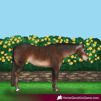 Horse Color:Gray Brown  and Liver Chestnut 