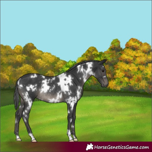 Horse Color:White Spotted Black Rabicano