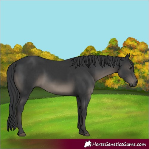 Horse Color:Black  and Black 
