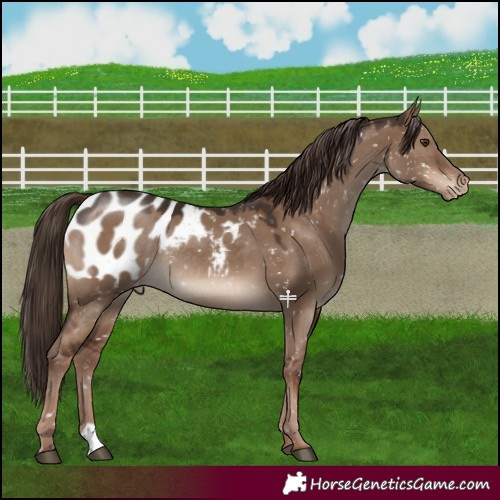 Horse Color:Liver Red Dun Appaloosa Rabicano
