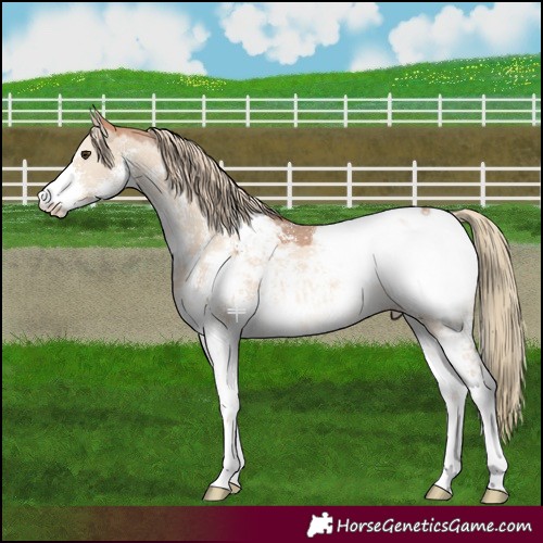 Horse Color:Red Dun Mushroom Sabino Snowcap