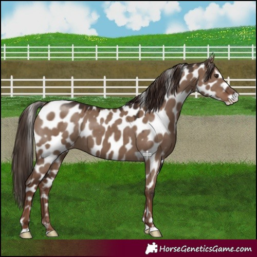 Horse Color:Liver Red Dun Leopard 