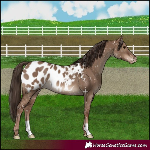 Horse Color:Liver Red Dun Near Leopard 