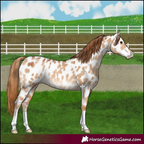 Horse Color:Red Dun Appaloosa 