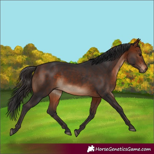 Horse Color:Bay and Brown