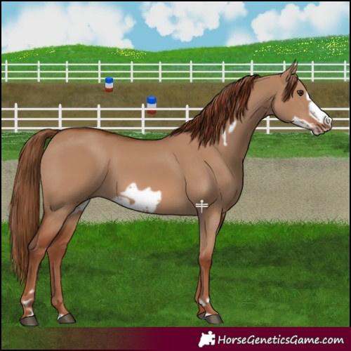 Horse Color:Red Dun Frame 