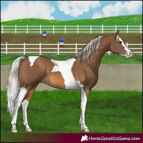 Horse Color:Chocolate Palomino Splash Tobiano 
