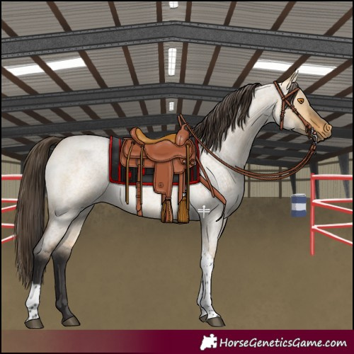 Horse Color:Buckskin Roan Dun Tobiano Rabicano 