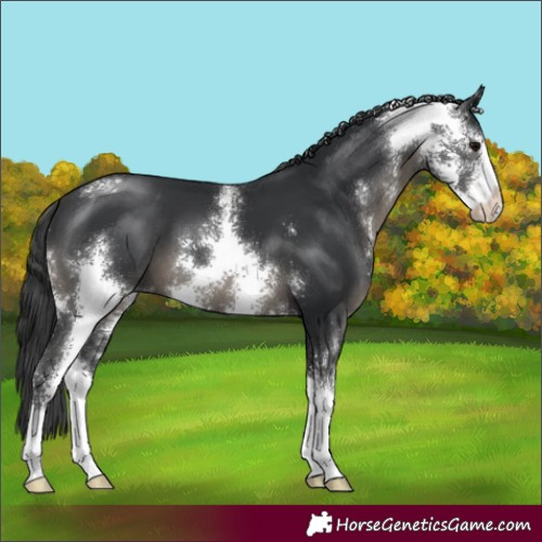 Horse Color:Black Sabino